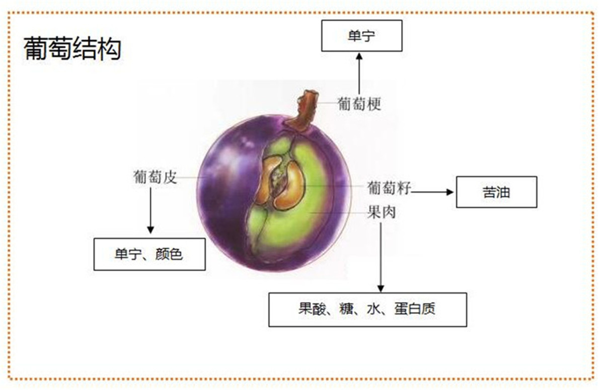 认识葡萄酒认识葡萄酒从认识葡萄开始